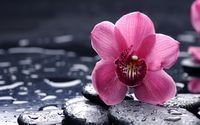 pic for Pink Flower And Stones 